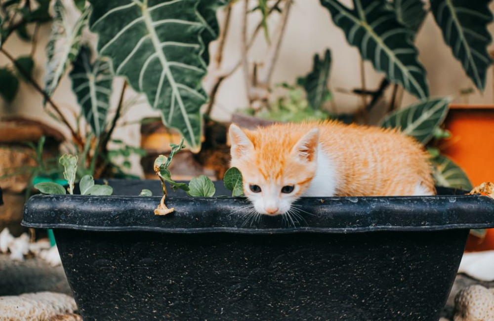 Salvia giftig voor katten? Zo richt je huis en balkon veilig in