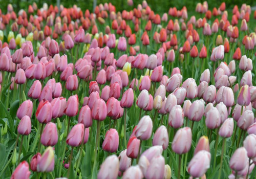 Kleding in het voorjaar? Lente is laagjes!
