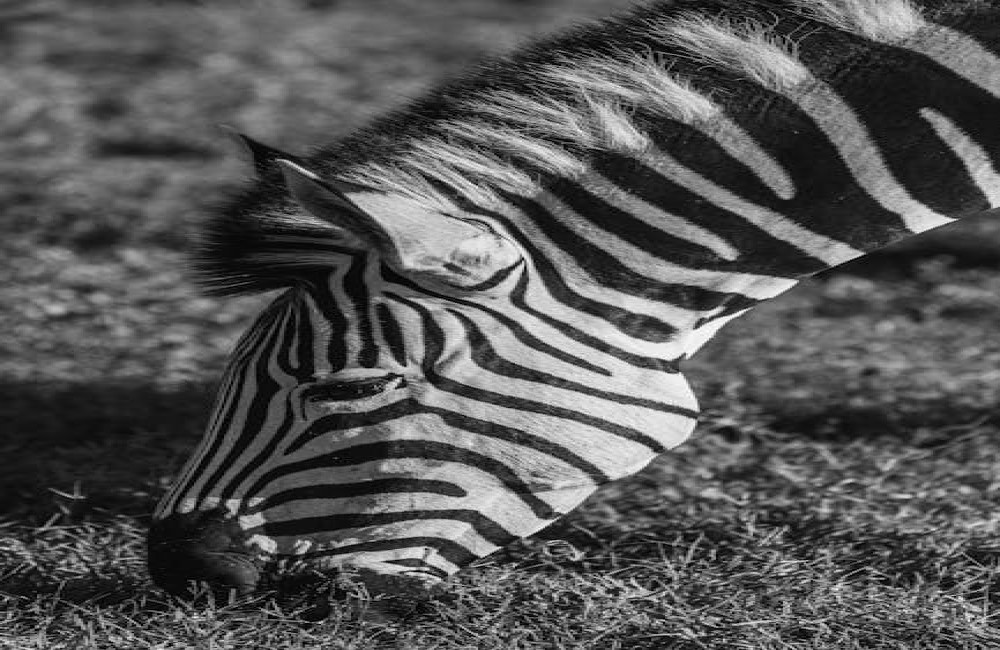 Blauw wit gestreepte broek combineren: frisse en gebalanceerde looks