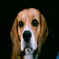 Nederlandse naam beagle: bestaat die, en welke roepnaam past bij dit ras?